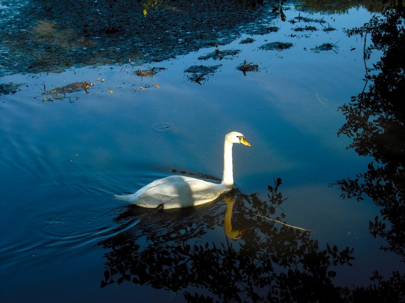 Cygne