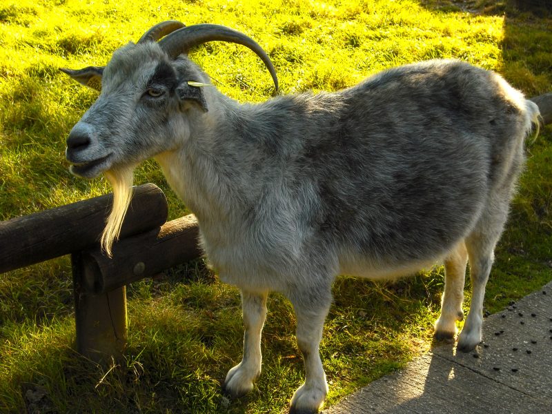 Bouc