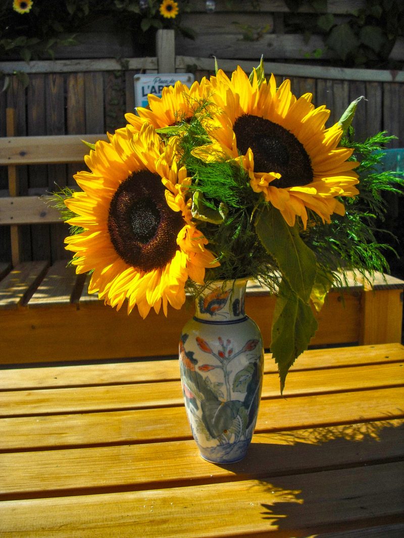 Tournesols