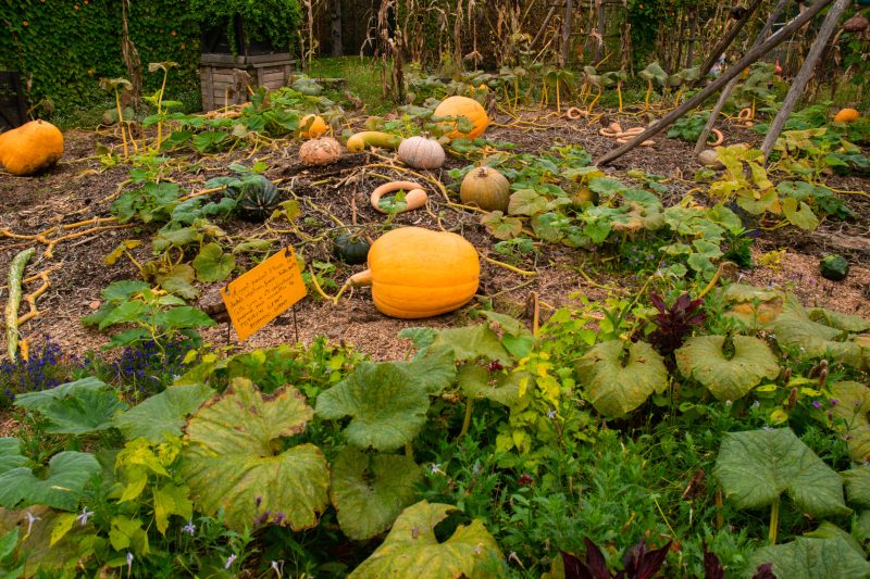 Citrouilles