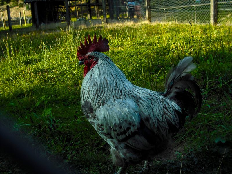 Coq